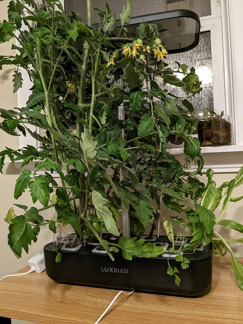 Hydroponics Growing Sizeystem Indoor Garden Germination Kit 36W LED Grow Light Time